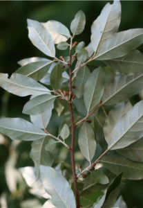 Close up of Autumn Olive Branch