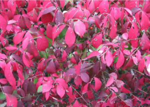 Close up of the red leaves of Burning Bush