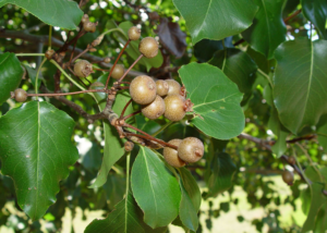 Close up of leaves and berries of a Callery Pear (Bradford Pear)