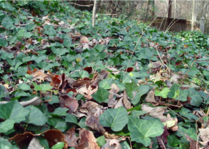 English Ivy