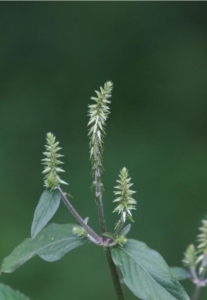 Japanese Chaff Flower