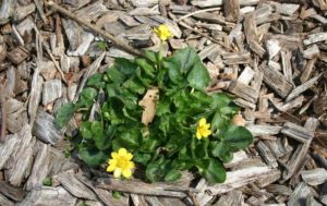 Close up of Lesser Celandine, fig buttercup in mulch