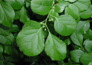 Close up of the leaves of Oriental Bittersweet