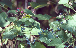 Close up of fruiting Porcelain Berry