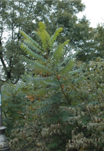 Tree of Heaven Leaves