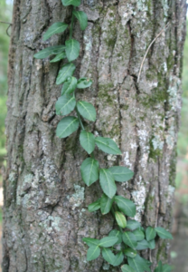 Winter Creeper climbing up a tree